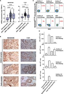 <mark class="highlighted">DNA Vaccines</mark> Targeting Novel Cancer-Associated Antigens Frequently Expressed in Head and Neck Cancer Enhance the Efficacy of Checkpoint Inhibitor